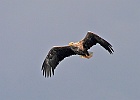 IMG 7248 orne
